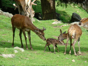Steinwasenpark Steinwasenpark