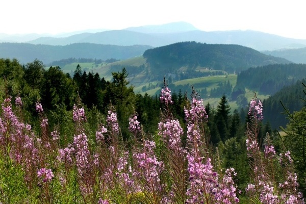 Stübenwasen
