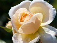 (Bildnachweis: Mit freundlicher Genehmigung der Tourist Information" Am Roseneck" Weilheim) (Bildnachweis: Mit freundlicher Genehmigung der Tourist Information" Am Roseneck" Weilheim)