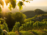 Fachwerk Blumen (Bildnachweis: Mit freundlicher Genehmigung der Tourist-Info Sasbachwalden ©Steffen Egly)